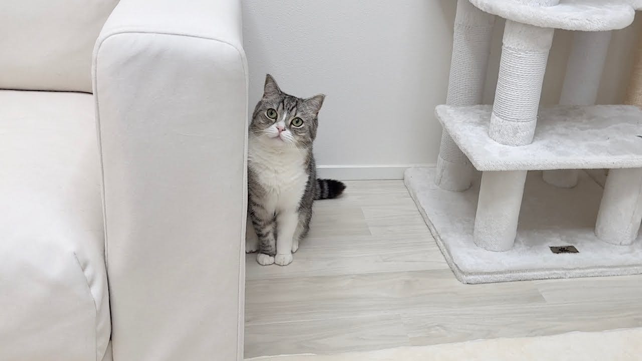 プロレス勃発!?もちまる日記、猫×猫のじゃれあいが可愛すぎる!