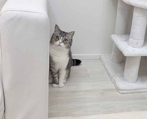 プロレス勃発!?もちまる日記、猫×猫のじゃれあいが可愛すぎる!