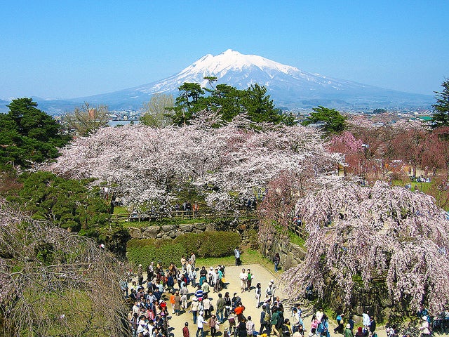 「弘前公園」岩木山と桜／Photo by cyber0515