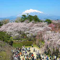 「弘前公園」岩木山と桜／Photo by cyber0515