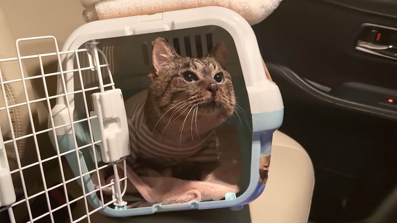 もちまる日記、保護猫の体調が急変し夜中に病院へ