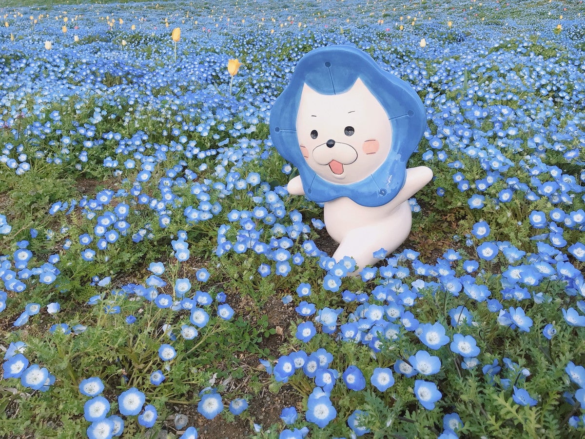 ネモフィラ祭り（提供画像）