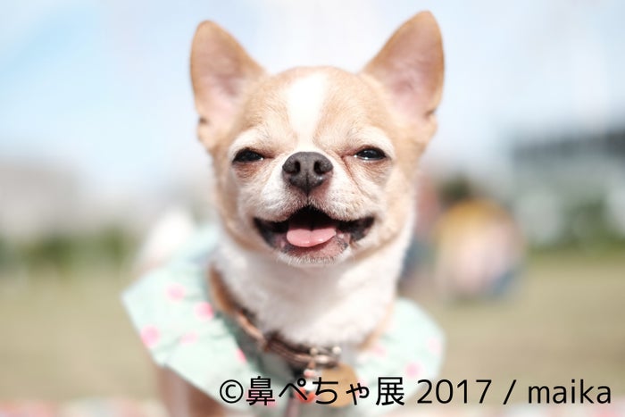 愛すべき 鼻ぺちゃ犬 の写真展 作品300点超を展示 チワワ パグ ぶさかわな魅力爆発 女子旅プレス