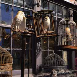 ワーナー ブラザース スタジオツアー東京 ‐ メイキング・オブ・ハリー・ポッター(C)モデルプレス