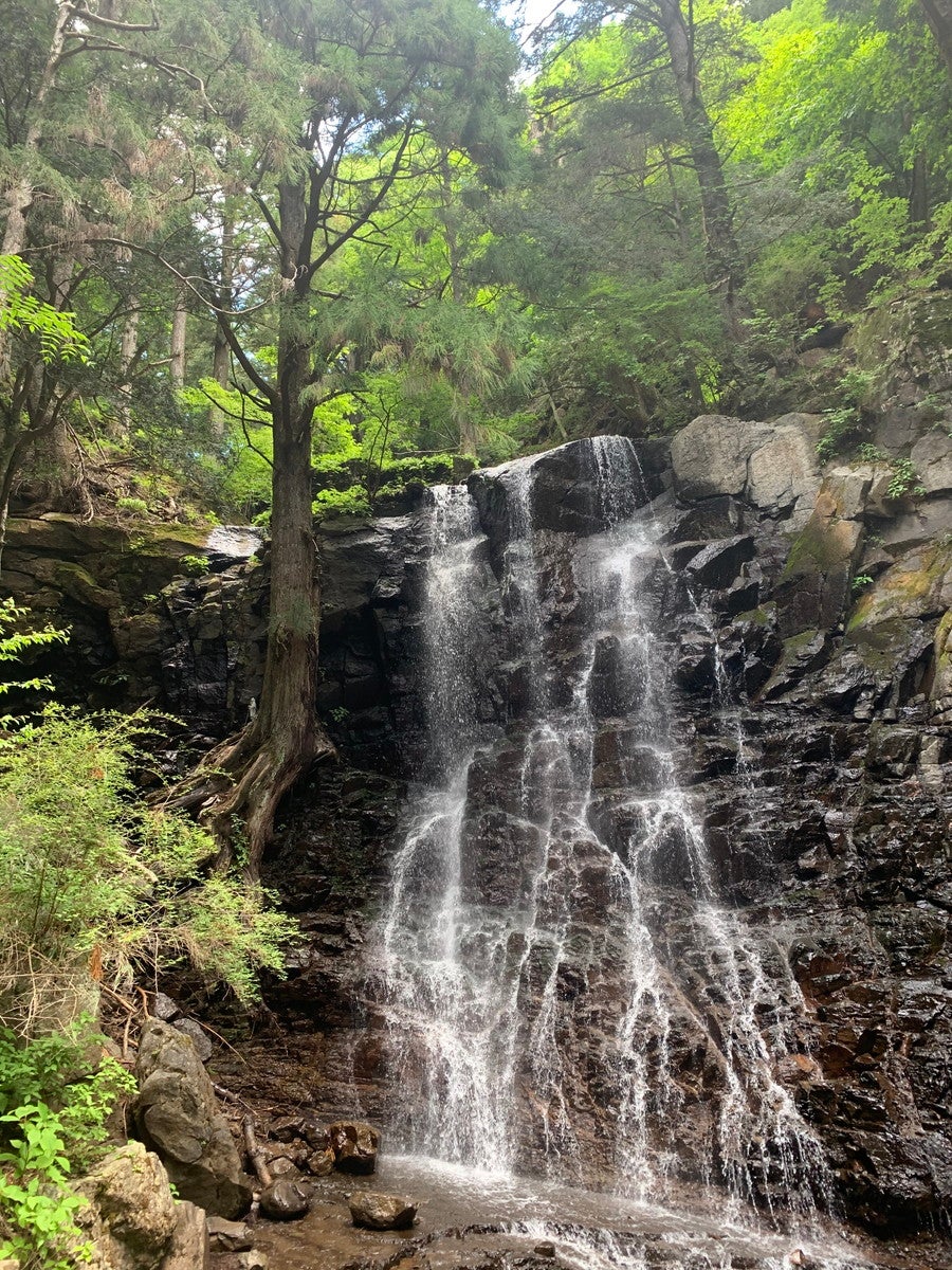 母の白滝（提供画像）