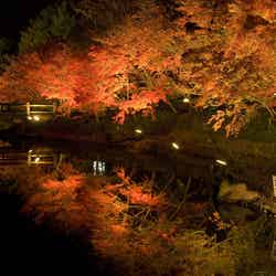 イルミネーションと紅葉のコラボ／画像提供：長島観光開発株式会社