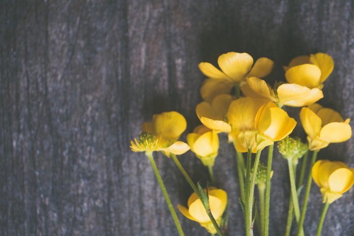 花言葉が おめでとう のお花をご紹介 お祝いに思いを込めた花束をあげよう モデルプレス