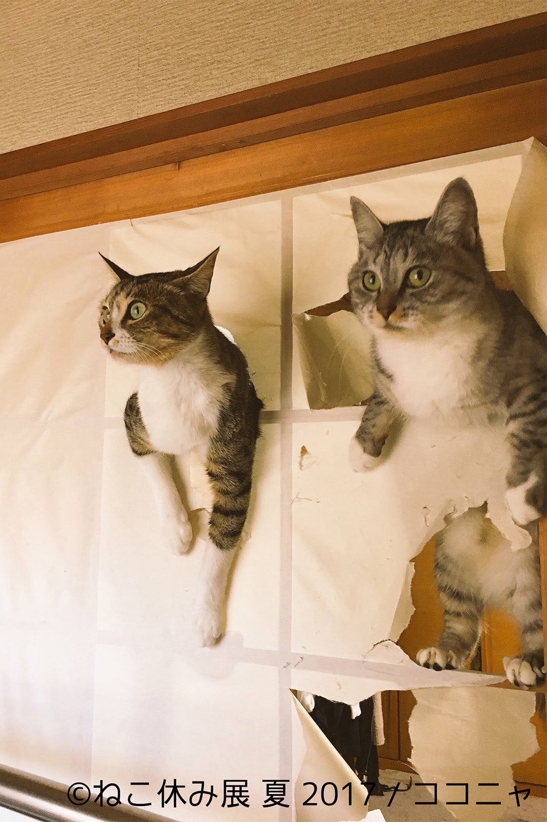 ねこ休み展／画像提供：BACON