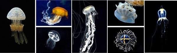 新展示エリア（イメージ）／画像提供：京都水族館