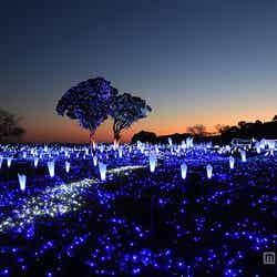 キラキラの世界にうっとり　40万球の光輝く“星降るイルミ”が美しい／画像提供：マザー牧場【モデルプレス】