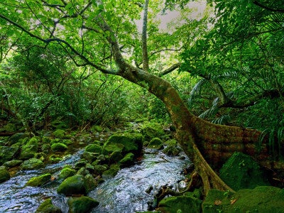 西表島の深い森。左に伸びている木はサキシマスオウノキ