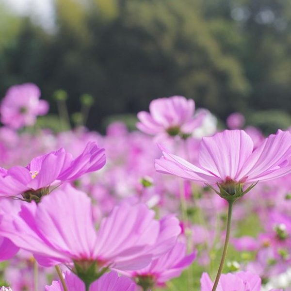 初心者でも 育てやすいお花 って プランターで簡単に始められるおすすめをご紹介 モデルプレス