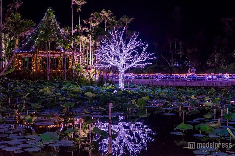 ひかりの散歩道 TONAN Night Decoration／画像提供：沖縄市役所経済文化部文化観光課
