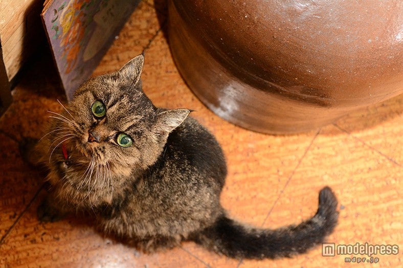 看板猫の「すず」 （C）モデルプレス