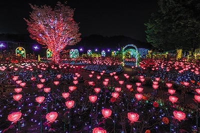 あしかがフラワーパーク 光の花の庭／画像提供：一般社団法人夜景観光コンベンション・ビューロー