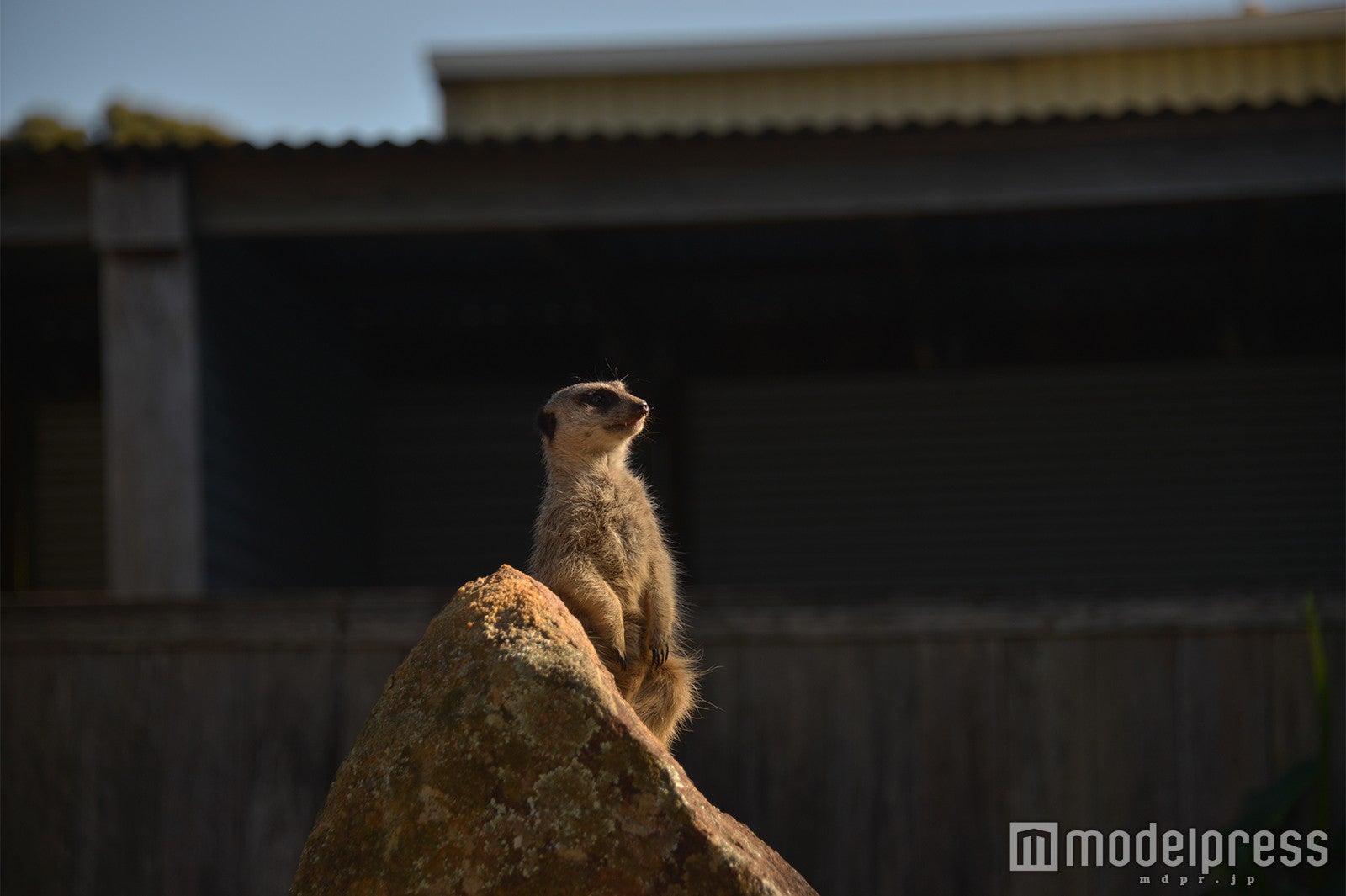 愛くるしい姿が人気のミーアキャットなどの動物たちが自然に近い環境で飼育されている（C）モデルプレス
