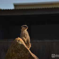 愛くるしい姿が人気のミーアキャットなどの動物たちが自然に近い環境で飼育されている(C)モデルプレス