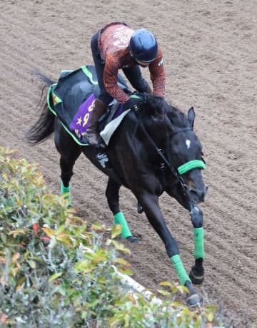 【オーシャンS】ルガル躍動 好調キープ「予定通りに来ています」 中山の6F戦「舞台設定もいい」