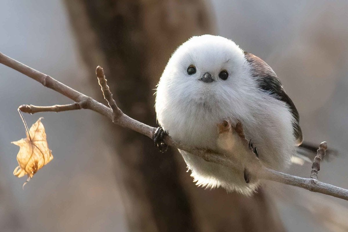 Fumumu動物キングダム みんなのモフモフ自慢 カワイイが渋滞する雪の妖精 シマエナガ モデルプレス