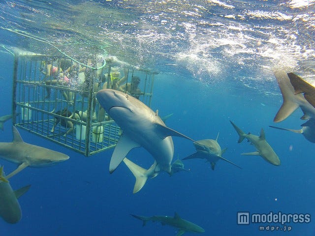 サメが目前に迫る スリル満点のハワイ人気アクティビティ