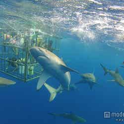 サメが目前に迫る スリル満点のハワイ人気アクティビティ