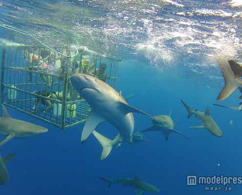 サメが目前に迫る スリル満点のハワイ人気アクティビティ