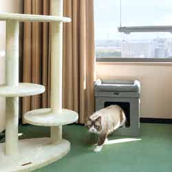 キャットハンモック/画像提供:ハイアット リージェンシー 大阪