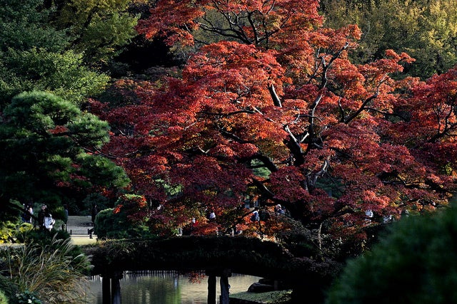 東京厳選紅葉スポット7つ