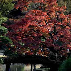 「六義園」/photo by Mal B【モデルプレス】