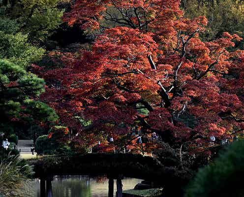 東京厳選紅葉スポット7つ