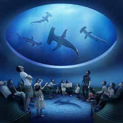 サメを見上げる水槽／画像提供：四国水族館開発