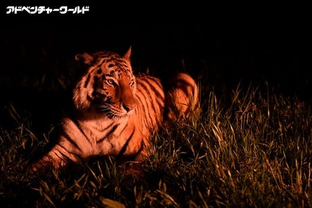 ウィンターナイト／画像提供：アドベンチャーワールド