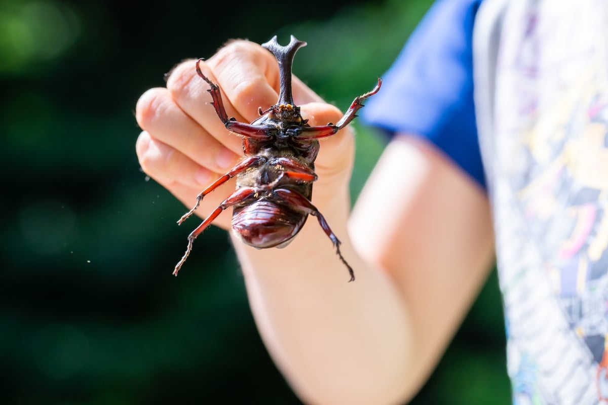 虫が苦手なママに カブトムシかクワガタが飼いたい と言い出した子ども 飼うときの約束事は モデルプレス 虫が苦手なママに カブトムシかクワガタが飼いたい と言い出した子ども 飼うときの約束事は モデルプレス