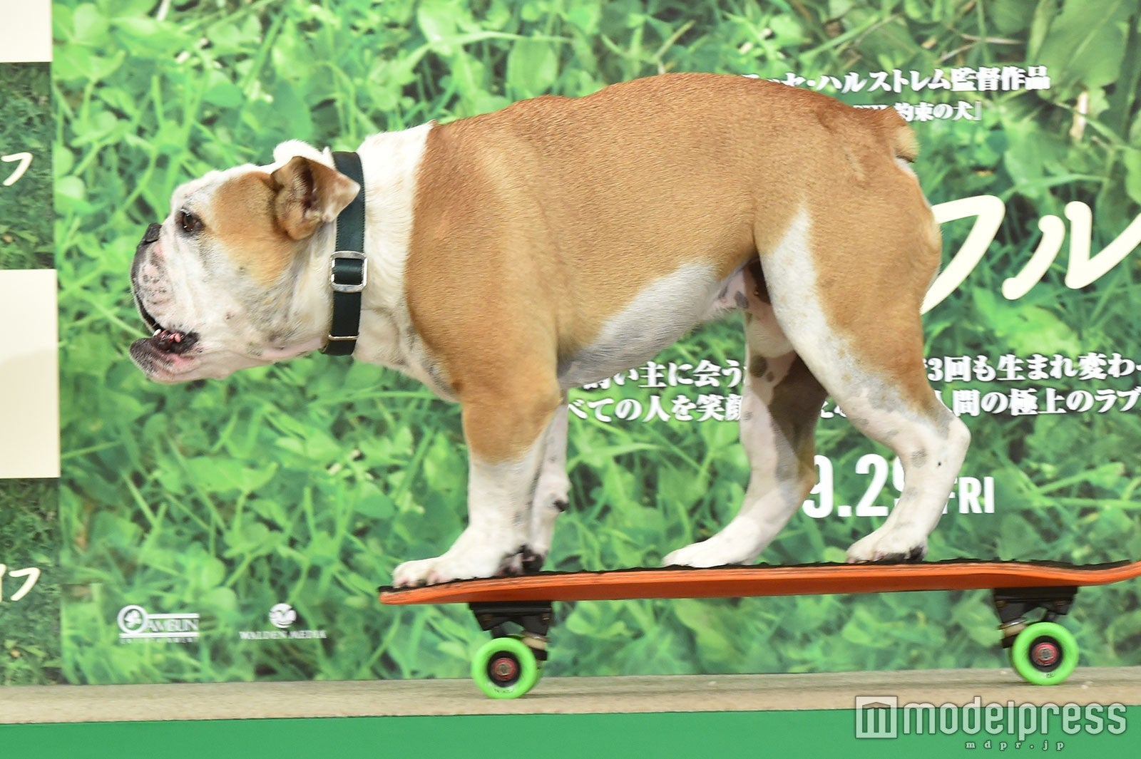 ほかにもワンちゃんたちがいっぱい（C）モデルプレス