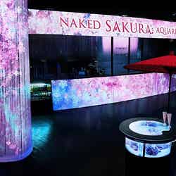ネイキッドサクラ アクアリウム/画像提供:横浜八景島