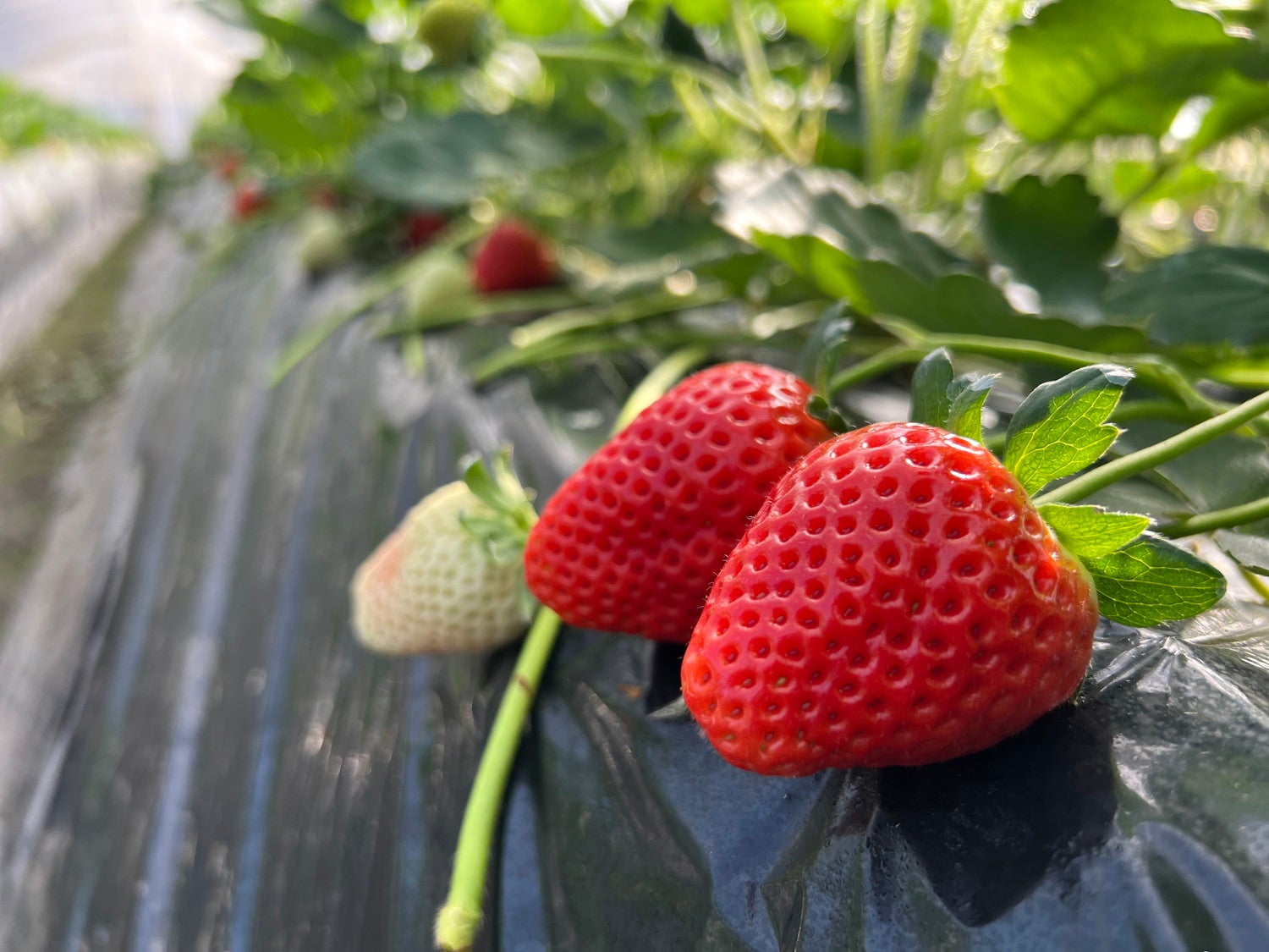 吉村農園／提供画像