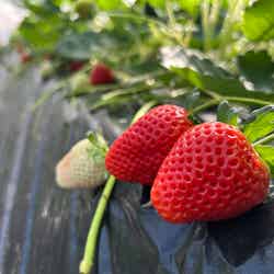 吉村農園/提供画像