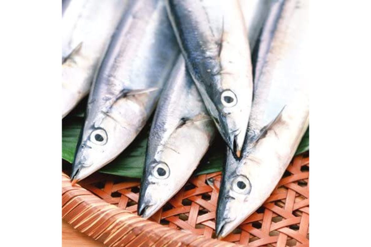 根室・釧路産生さんま