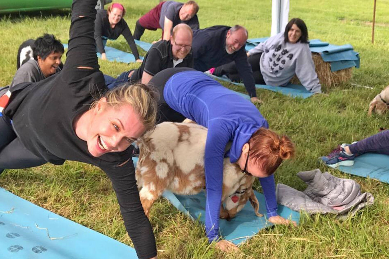 開放的な農場でリラックス（Goat Yogaサイトより）