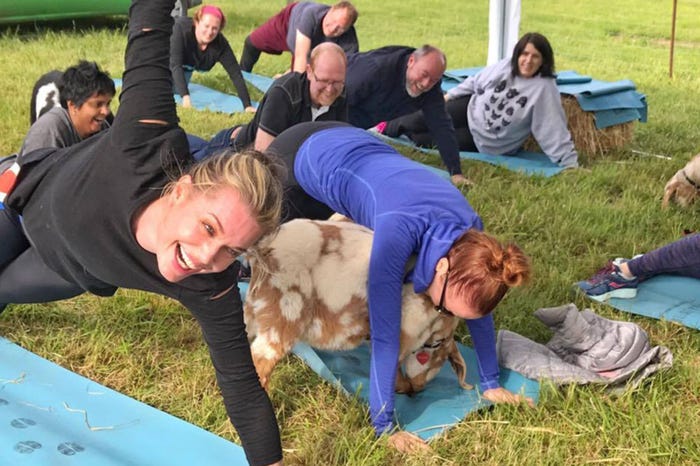 開放的な農場でリラックス(Goat Yogaサイトより)