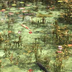 モネの池/提供画像