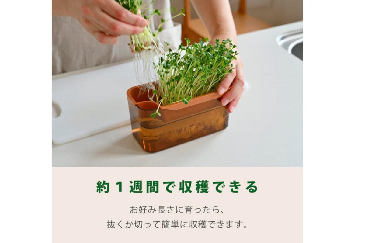 ブロッコリースプラウト