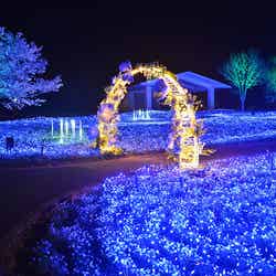 花と光のムーブメント/提供画像