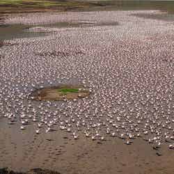 エアクルーズ・ザ・ライド/提供画像