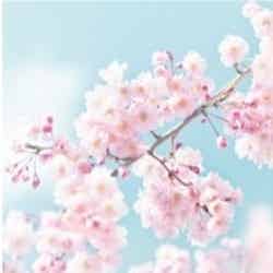 Cherry Blossom ／画像提供：Flora Notis JILL STUART