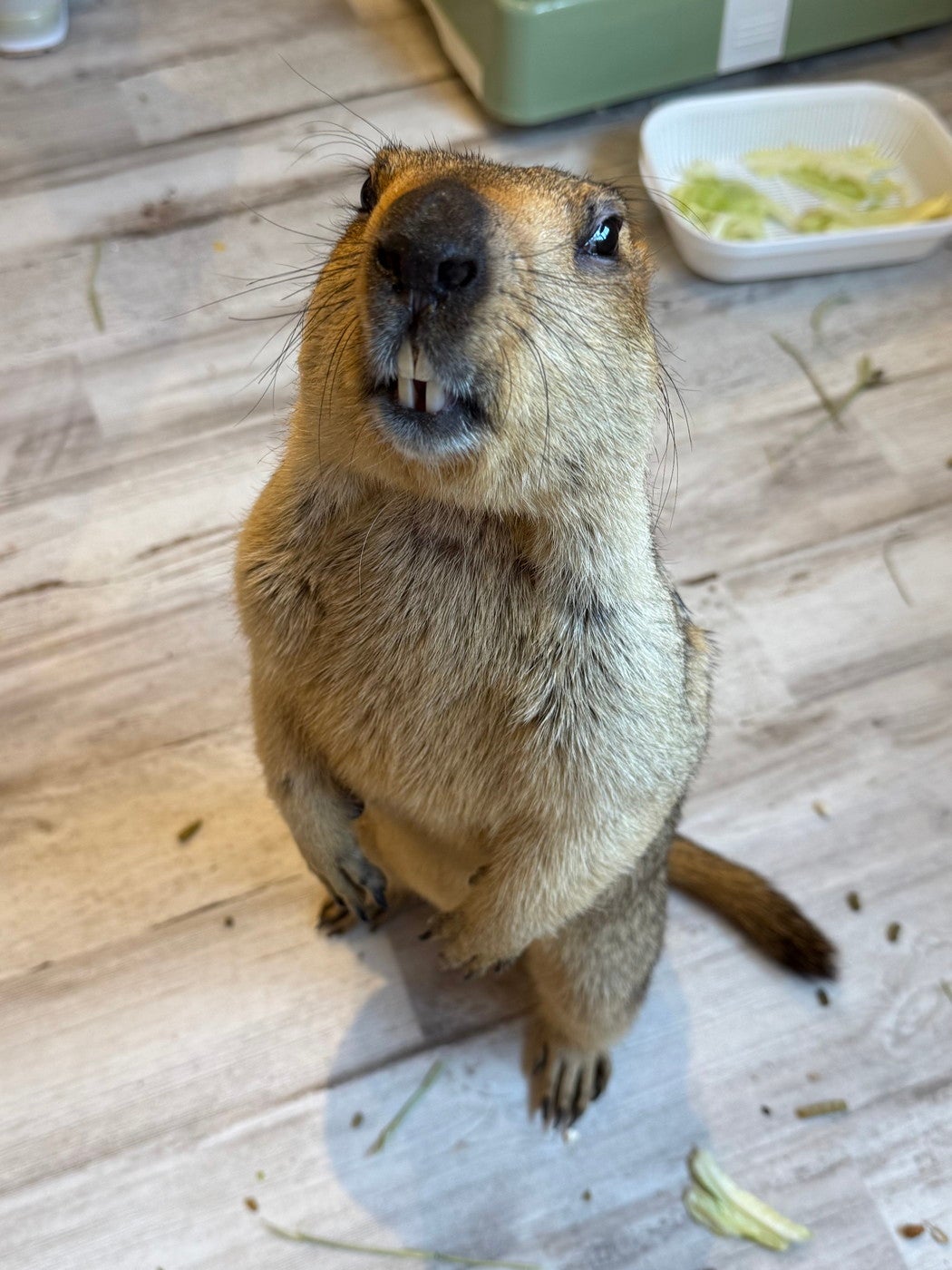 マーモット村／提供画像