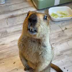 マーモット村/提供画像