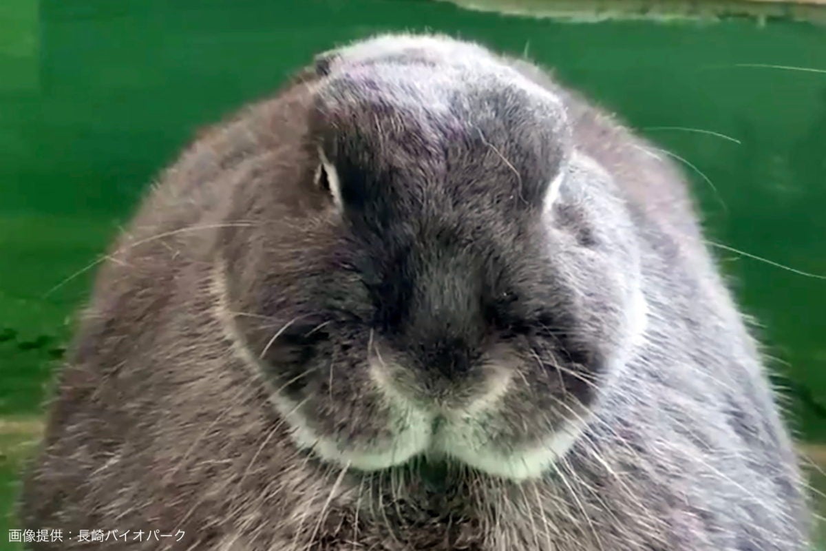 突然耳がシャキーンと立つうさぎの5秒動画が話題 その訳を動物園に聞いてみた モデルプレス