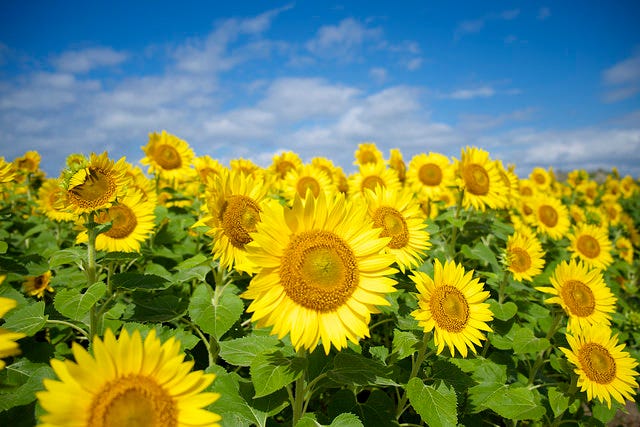 「ひまわり畑」関東の名所4選 夏だけの絶景デートへ!