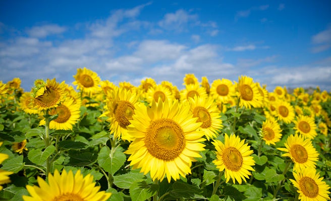 ひまわり畑 関東の名所4選 夏だけの絶景デートへ 女子旅プレス ひまわり畑 関東の名所4選 夏だけの絶景デートへ 女子旅プレス